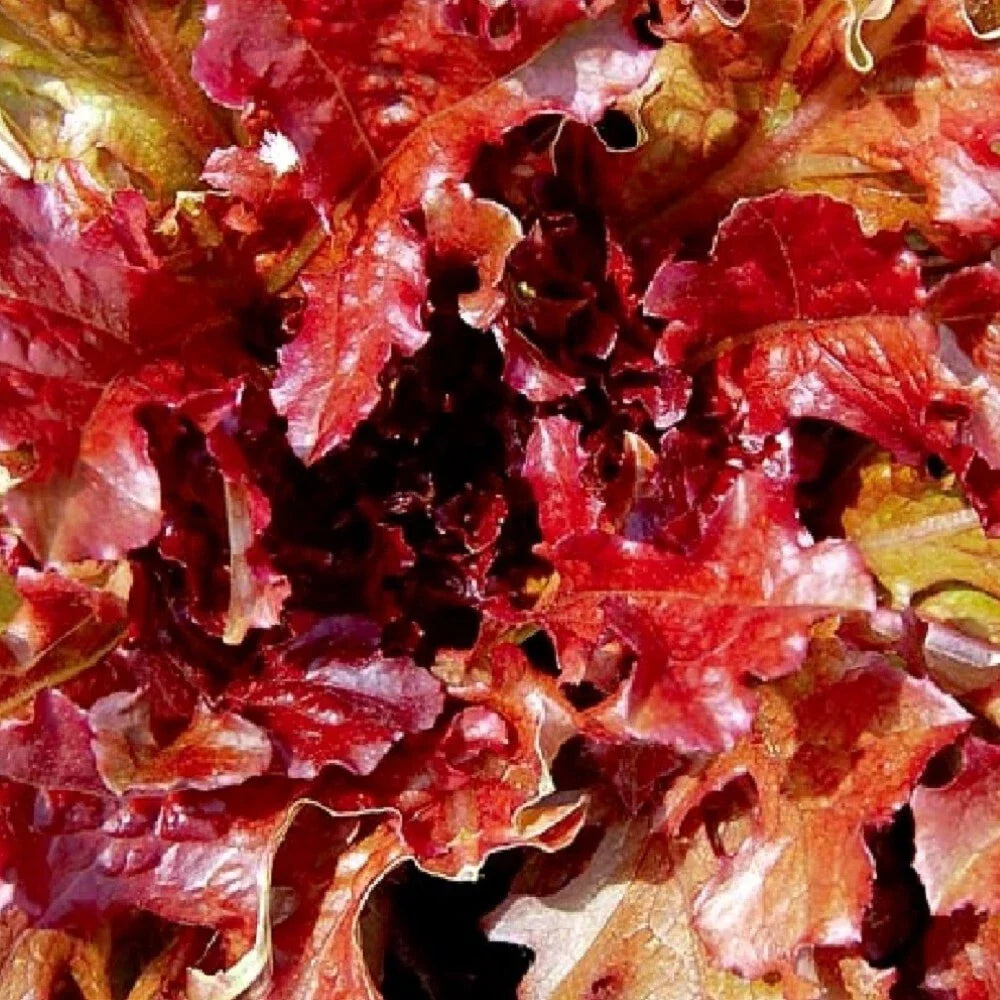 Red Salad Bowl Lettuce Seeds - Heirloom NON-GMO Garden Seeds for Home Gardening Lactuca sativa