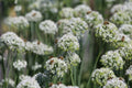 Mountain Mint Seeds - Pycnanthemum virginianum Herb Seeds for Garden Planting, Aromatic Perennial, Pollinator Attractant, 100+ Seeds