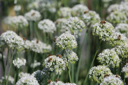 Mountain Mint Seeds - Pycnanthemum virginianum Herb Seeds for Garden Planting, Aromatic Perennial, Pollinator Attractant, 100+ Seeds