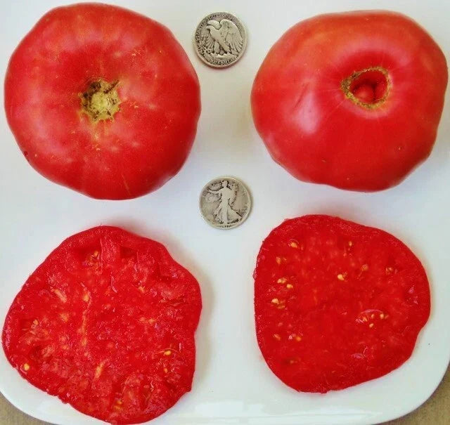 Mortgage Lifter Tomato Seeds - Heirloom Lycopersicon lycopersicum - 25 Pack, Large Fruit, Non-GMO, Open-Pollinated