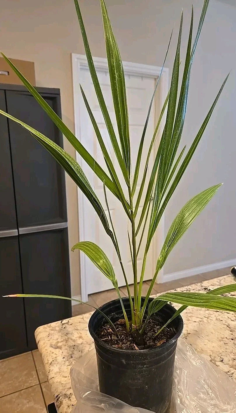 7-Inch Potted Medjool Date Palm Tree Phoenix Dactylifera, Indoor Outdoor Live Plant