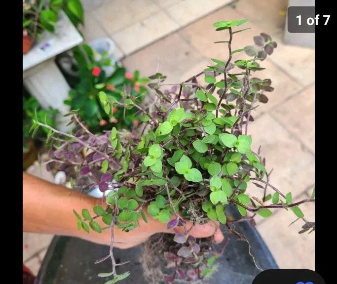 Dwarf Bolivian Calisia Repens & Wandering Jew Tradescantia Cuttings Bundle - 60 Live Cuttings for Propagation