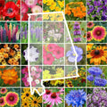 Wildflower Seed Mix - Alabama Native Perennial & Annual - 25 Species Non-GMO Seeds for Pollinators and Garden Display
