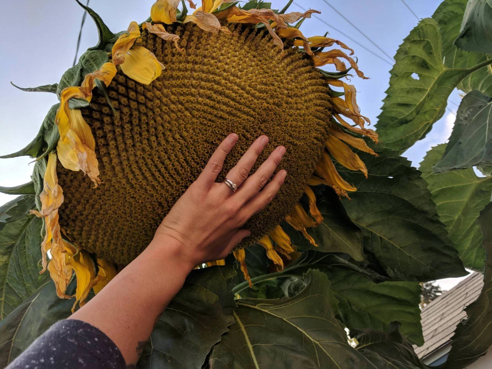 Mammoth Grey Stripe Sunflower Seeds - 25+ Pack - Giant Helianthus annuus for Garden, Landscape & Pollinator Attraction