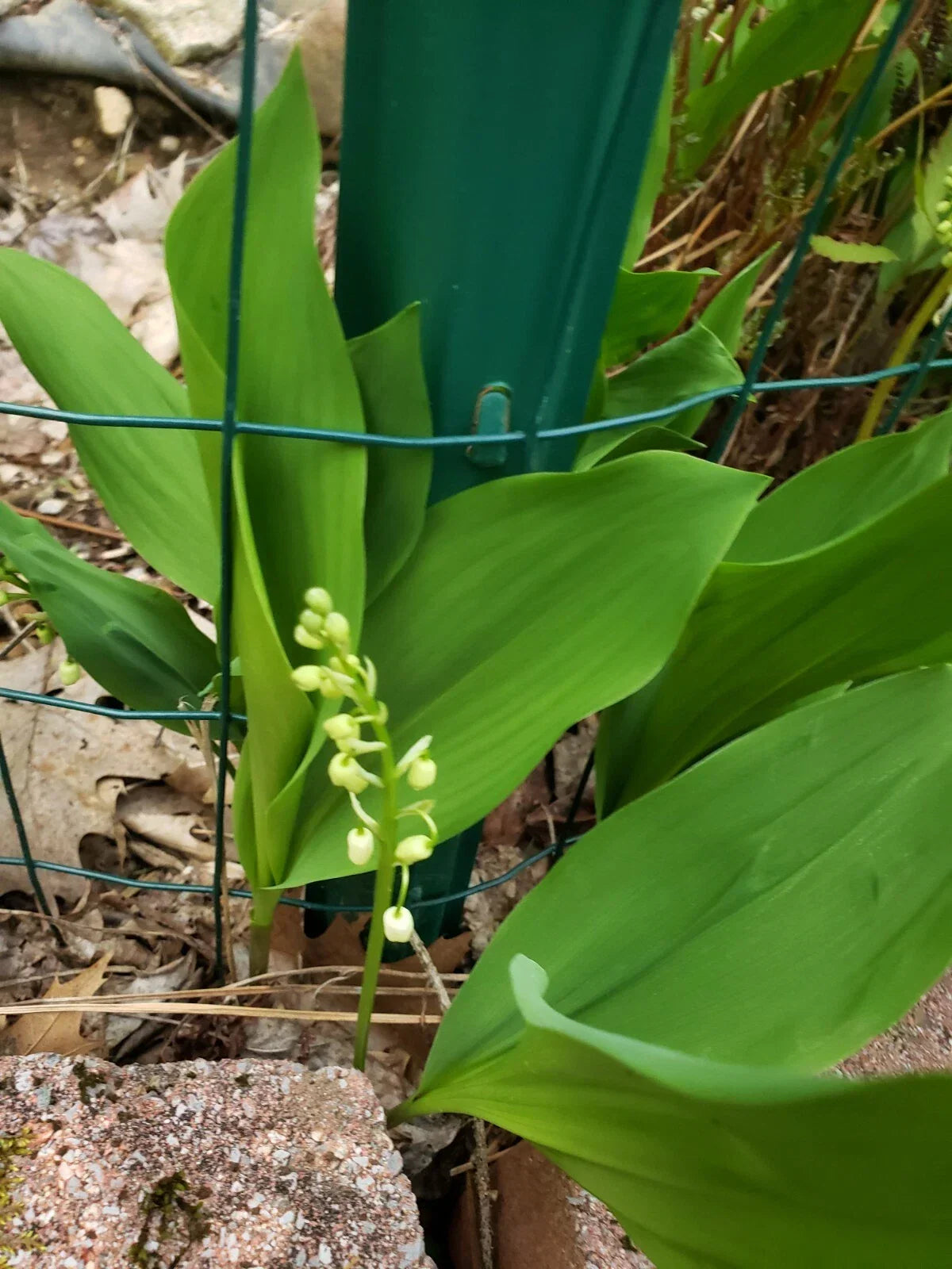 Lilly of the Valley Live Plants - Bare Root Convallaria majalis - Fragrant White Flowers, Ground Cover, Shady Garden