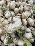 Jicama Seeds - 20+ Pachyrhizus erosus Heirloom Vegetable Seeds for Planting, Mexican Yam Bean, Vining, Full Sun, Non-GMO