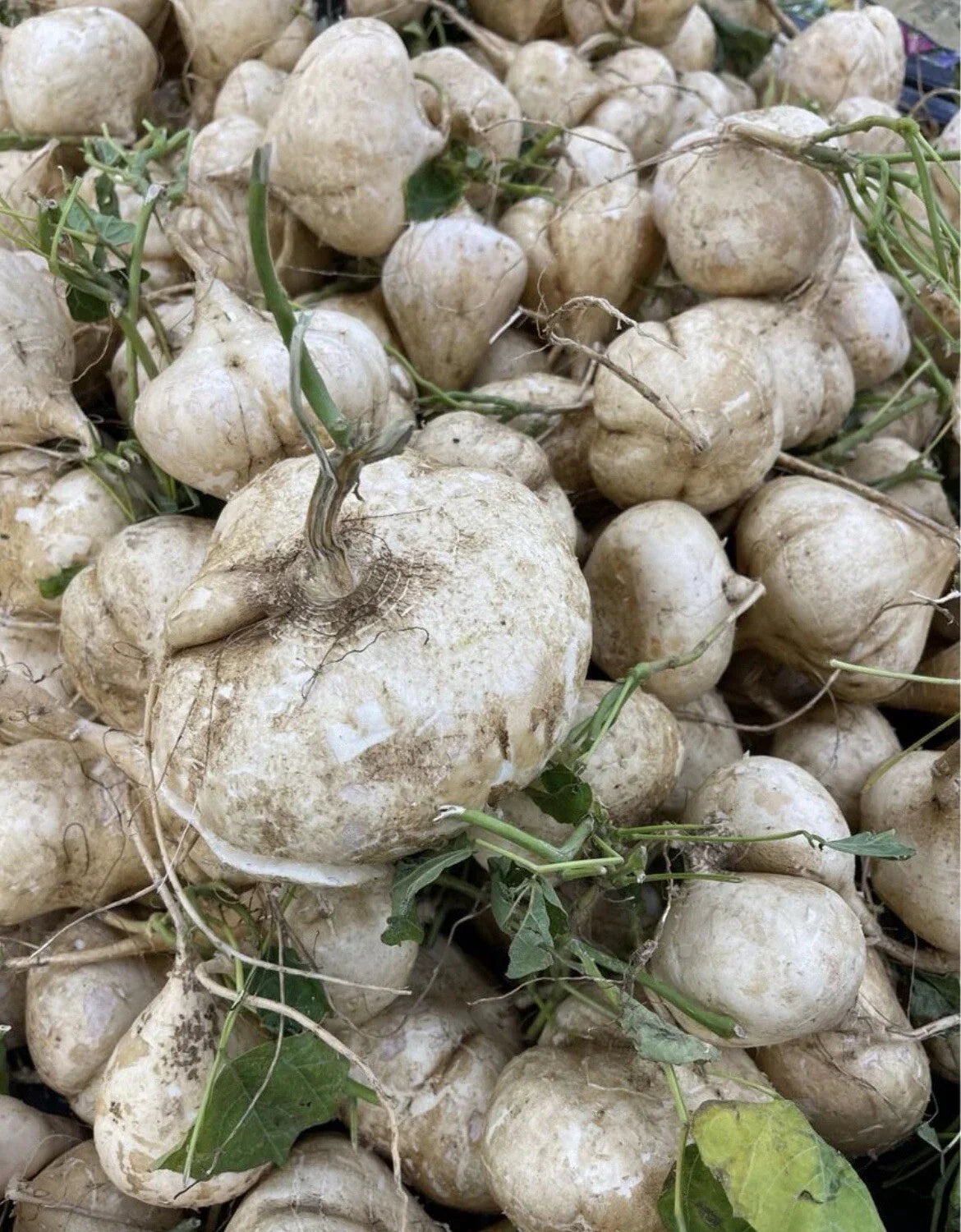 Jicama Seeds - 20+ Pachyrhizus erosus Heirloom Vegetable Seeds for Planting, Mexican Yam Bean, Vining, Full Sun, Non-GMO