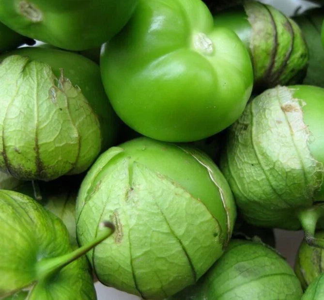 Tomatillo Seeds 200+ Verde Latin American Culinary Vegetable, Physalis ixocarpa, Garden Planting, Organic, Non-GMO