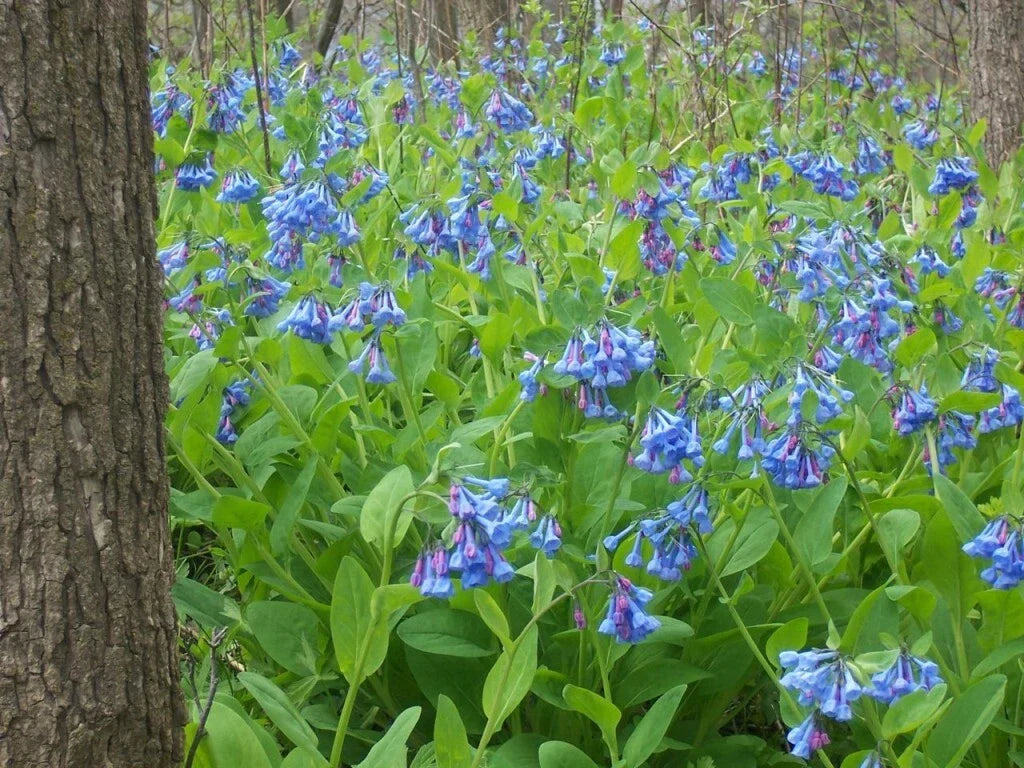 Virginia Bluebells Perennial Bundle - 3 Shade-Loving Plants Mertensia virginica for Woodland Gardens