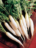 White Icicle Radish Seeds - Heirloom Organic Non-GMO Raphanus sativus, 200+ Seeds for Home Garden
