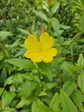 Evening Primrose Bare Root Plant – Glacious Yellow Flowers, Perennial Zones 3-10, Clumping, Drought-Tolerant, Oenothera biennis