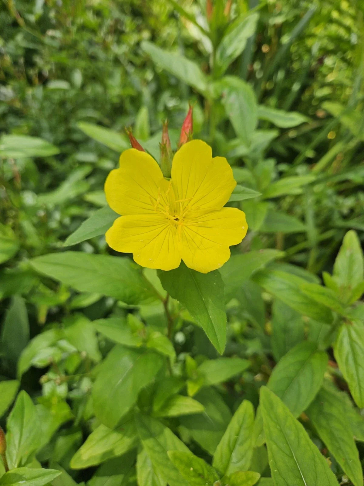 Evening Primrose Bare Root Plant – Glacious Yellow Flowers, Perennial Zones 3-10, Clumping, Drought-Tolerant, Oenothera biennis