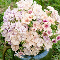 Creme Brulee Phlox Seeds - 100+ Pack, Garden Planting, Phlox paniculata, Vibrant Flowers for Borders & Containers