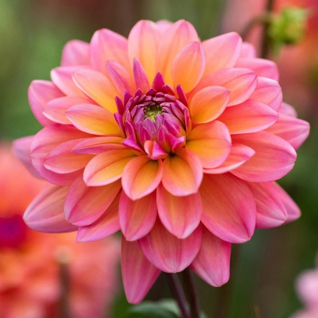 Dahlia Seeds - 25 Great Silence Perennial Flower Seeds - Dahlia pinnata - Vibrant Blooms for Garden & Cut Flowers