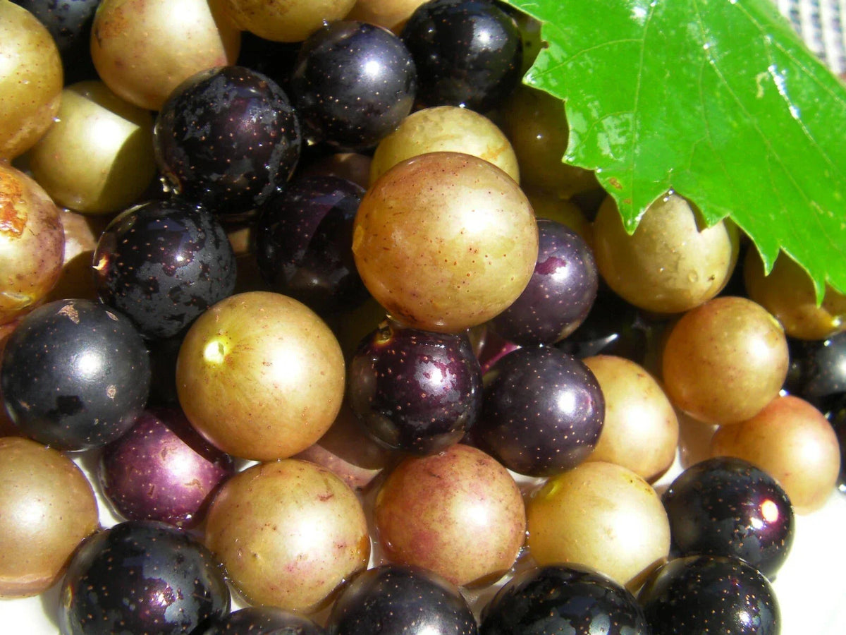Organic Muscadine Grape Cuttings Mix - 100 Thin Vitis rotundifolia Clones, Bronze Carlos & Black Noble