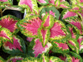 Coleus Seeds - Wizard Rose Variety - 40 Fresh Seeds for Colorful Gardens - Solenostemon scutellarioides