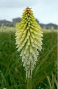 Ice Queen Kniphofia Bare Root Plant - Red Hot Poker Perennial Flowering Plant - Drought Tolerant, Full Sun, Hardy Zones 5-9