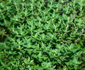Thyme Herb Seeds Pack - 500+ Thymus vulgaris Culinary Herb for Gardens & Indoor Growing
