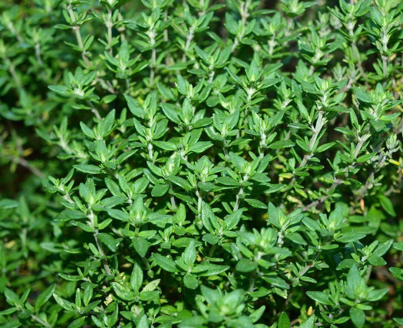 Thyme Herb Seeds Pack - 500+ Thymus vulgaris Culinary Herb for Gardens & Indoor Growing