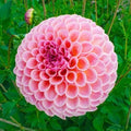 Winnie Dahlia Flower Seeds - Perennial Garden Seeds for Planting - Dahlia pinnata, Vibrant Blooms, Easy to Grow