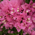 Bougainvillea Starter Plant - Vera Pink - Well Rooted Plug - Bougainvillea glabra - Tropical Flowering Plant for Garden & Patio