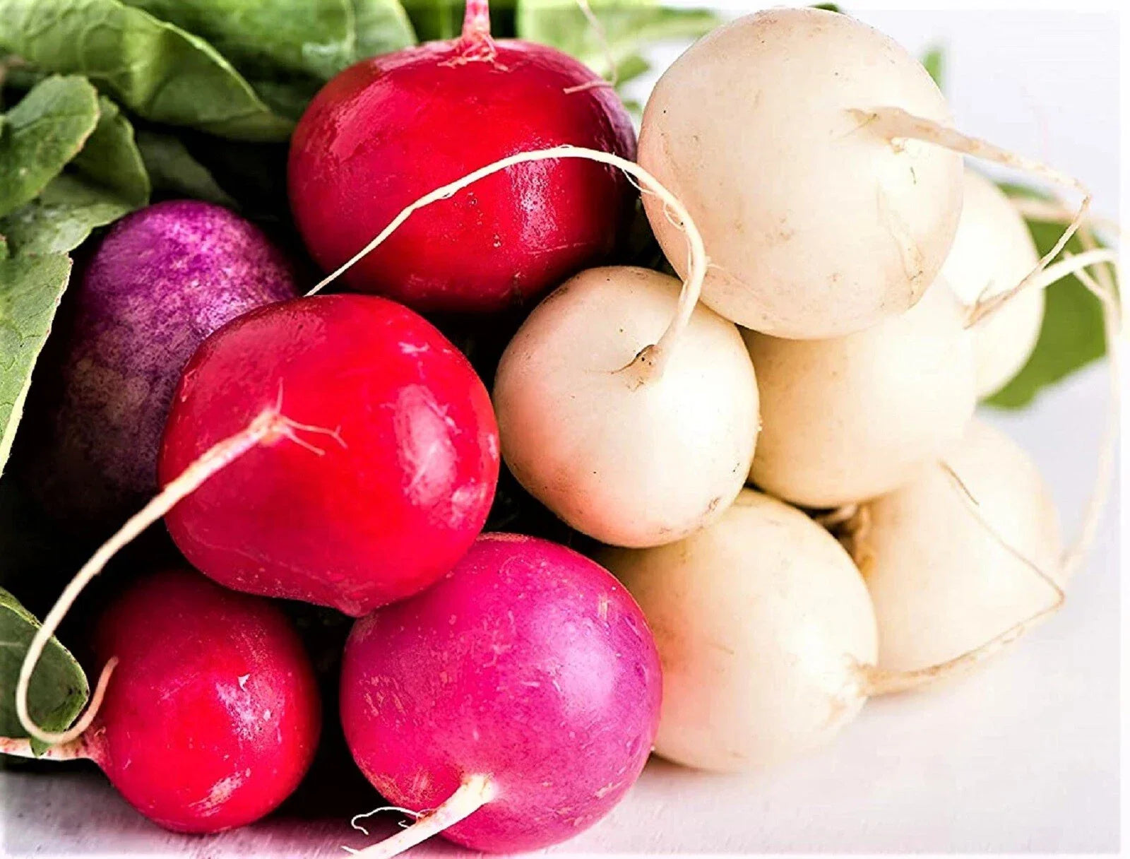 Easter Egg Radish Seeds – Non-GMO Pack of 200+ Raphanus sativus for Home Garden, Salad & Garnish
