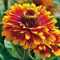 Zinnia Seeds – Organic Zowie Yellow Flame – Bright Yellow Flower – Zinnia elegans – Garden, Flower Bed, Cut Flower