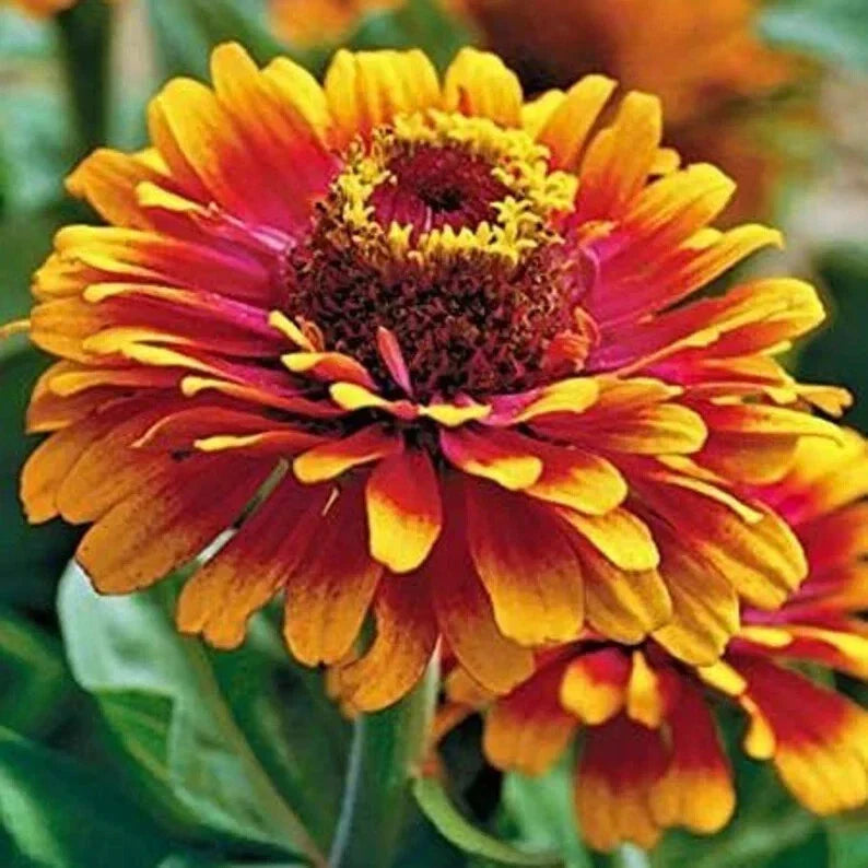 Zinnia Seeds – Organic Zowie Yellow Flame – Bright Yellow Flower – Zinnia elegans – Garden, Flower Bed, Cut Flower