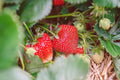 Eversweet Everbearing Strawberry Plants Set of 6 Bare Root | Fragaria × ananassa | Disease-Resistant, Zone 5-8