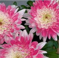Pink Lace Mum Seeds - 200+ Chrysanthemum morifolium Annual Flower Seeds for Garden Beds & Containers