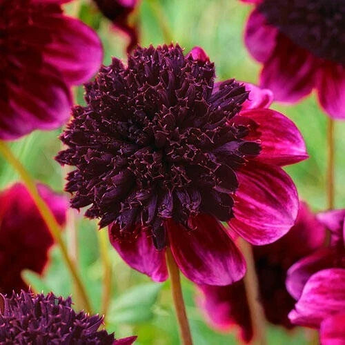 25 Rock Star Dahlia Seeds, Flowering Perennial, Vibrant Blooms, Dahlia pinnata, Garden Flowers, Cut Flowers, Pollinator Attractant