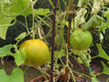 Dosakai Cucumber Seeds - 25+ Pack for Garden Planting, Cucumis sativus, Non-GMO, Organic, Home Garden, Container Gardening