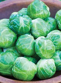 Mighty Brussels Sprouts Seeds - 500+ Non-GMO Heirloom Brassica oleracea for Bountiful Harvest