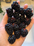 Organic Blackberry Seeds - 500 Rubus fruticosus Edible Berry Bush Seeds for Home Garden, Climbing Vine, Non-GMO, USA Grown