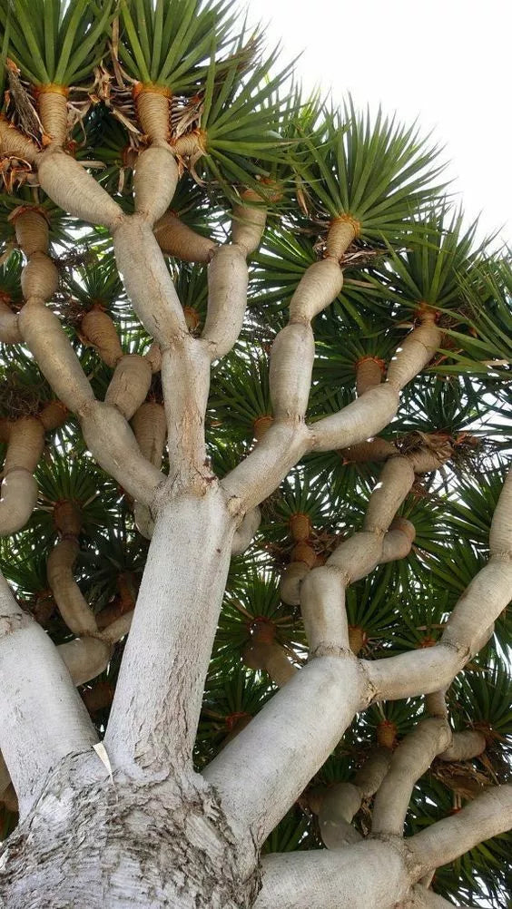 Dragon Blood Bonsai Tree Seeds - Dracaena Draco Indoor Plant Seeds - Unique Red Resin Bonsai Seeds