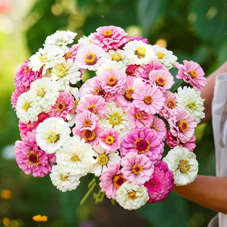 Blushing Bride Zinnia Seeds - Organic Mix for Bright Flowers, Butterfly Attractant, Zinnia elegans, 100 Seeds, USA Grown