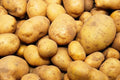 Kennebec Seed Potatoes for Planting, High Yield, White Skin, Solanum tuberosum, Vegetable Seed Potatoes