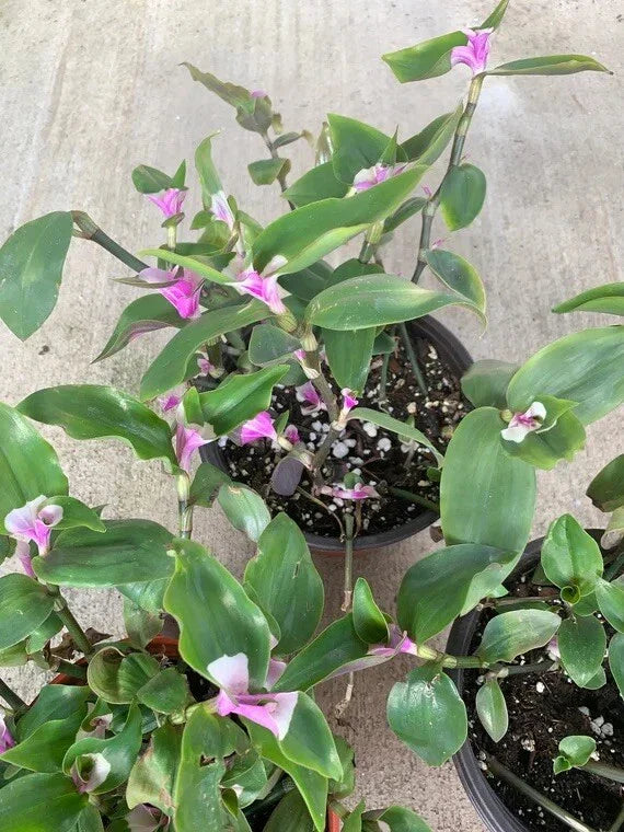 Variegated Tradescantia Blushing Bride Cuttings - 3 Indoor Houseplant Propagation Plants, Tradescantia albiflora