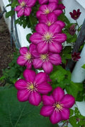 Magenta Clematis Seeds - Perennial Climbing Flower Seeds - Clematis viticella - Full Sun to Partial Shade