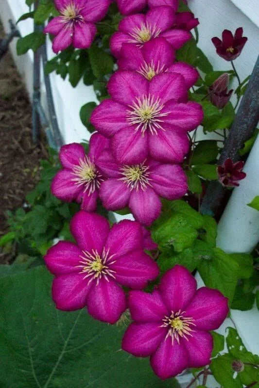 Magenta Clematis Seeds - Perennial Climbing Flower Seeds - Clematis viticella - Full Sun to Partial Shade