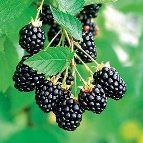 Set of 2 Rooted Arapaho Thornless Blackberry Plants – Easy Grow, Juicy Blackberries, Rubus fruticosus