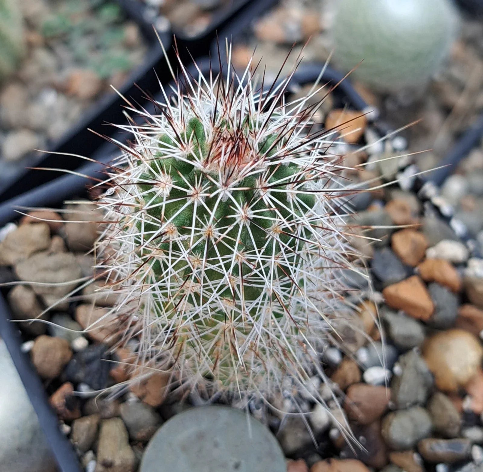 Echinocereus Chisoensis Bare Root Cactus - Unique Desert Plant for Succulent Gardens and Xeriscaping