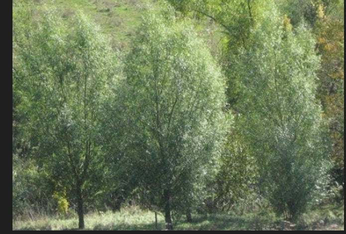 Aussie Hybrid Willow Thick Cutting, Salix x fragilis, Fast-Growing Privacy Tree for Shade & Erosion Control