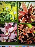Cymbidium Orchid Seedling Bare Root – 8 Varieties, Exotic Cymbidium spp. for Indoor Garden or Outdoor Planting