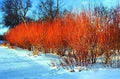 Flame Willow Tree Starter Plant - Vibrant Orange and Red Bark - Salix matsudana 'Flame' - Unique Rare Variety