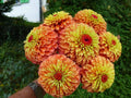 Queen Lime Orange Zinnia Seeds - 100+ Seeds for Garden, Zinnia elegans, Vibrant Orange & Lime Blooms, Attracts Pollinators, Easy to Grow