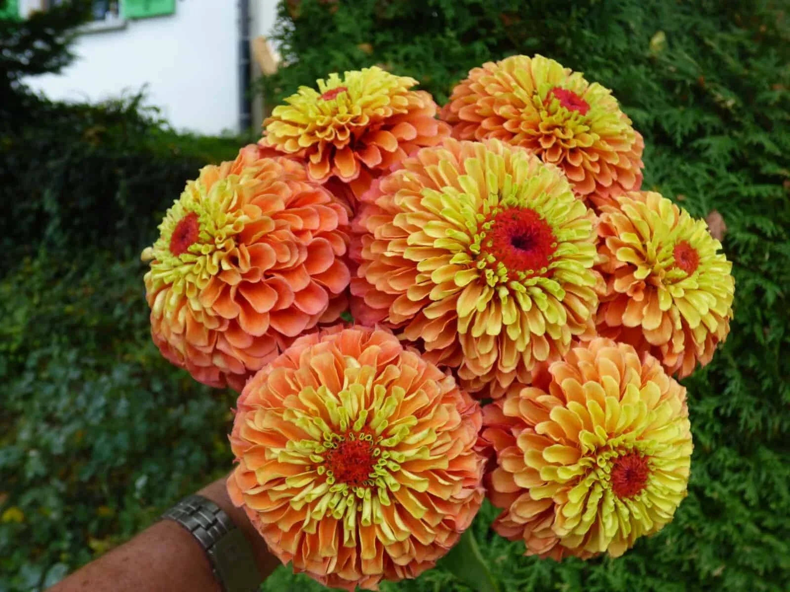 Queen Lime Orange Zinnia Seeds - 100+ Seeds for Garden, Zinnia elegans, Vibrant Orange & Lime Blooms, Attracts Pollinators, Easy to Grow
