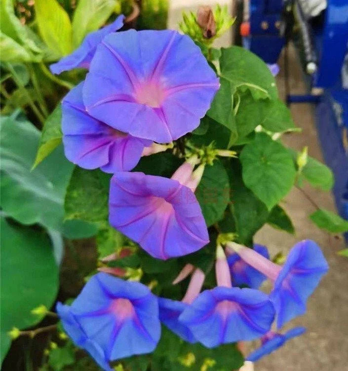 Heavenly Blue Morning Glory Seeds - Climbing Vine Flower Pack of 50+ Ipomoea tricolor for Garden, Fence, Trellis