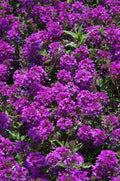 Purple Verbena Plant 4" Pot, Homestead Purple, Drought Tolerant, Verbena canadensis, Full Sun, Zones 7-10