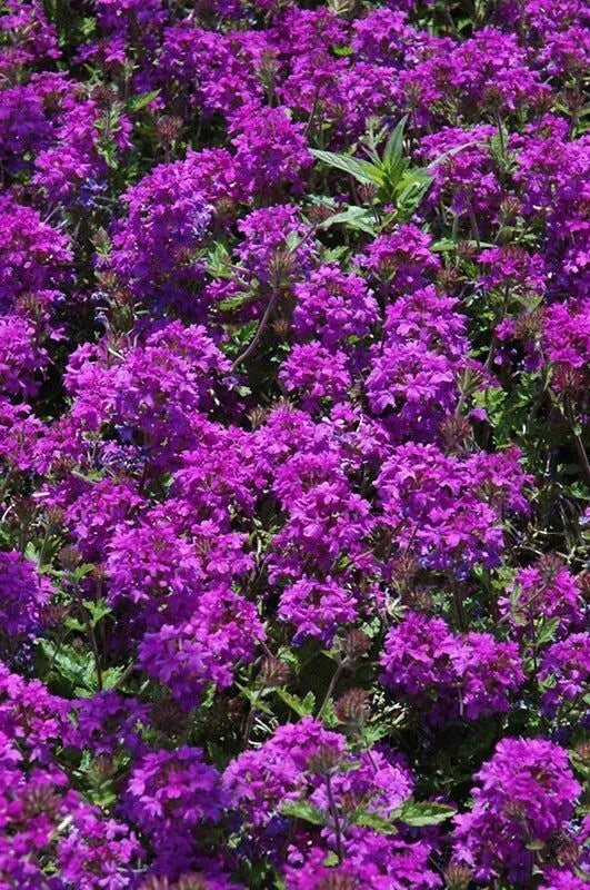Purple Verbena Plant 4" Pot, Homestead Purple, Drought Tolerant, Verbena canadensis, Full Sun, Zones 7-10
